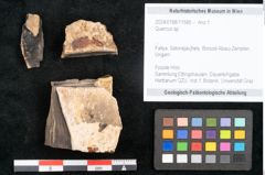Foto (Objekt + Etikett) von Quercus sp. (NHMW-GEO-2024-0188-11585)